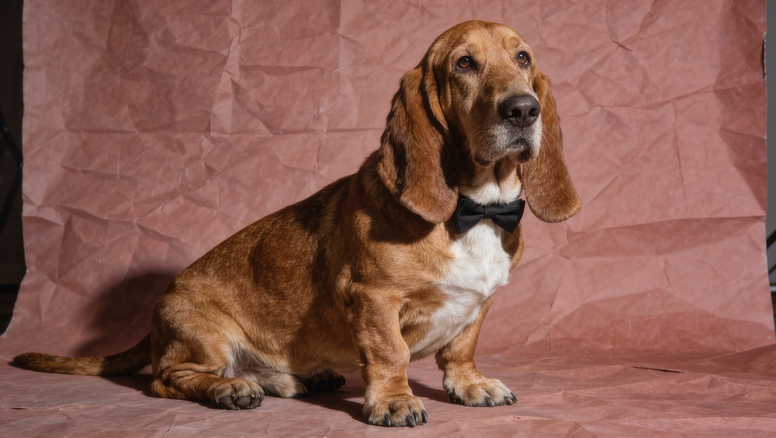 Humphrey in a black bow tie on dusty rose paper, headshot for Halvard Gravy, Sunday