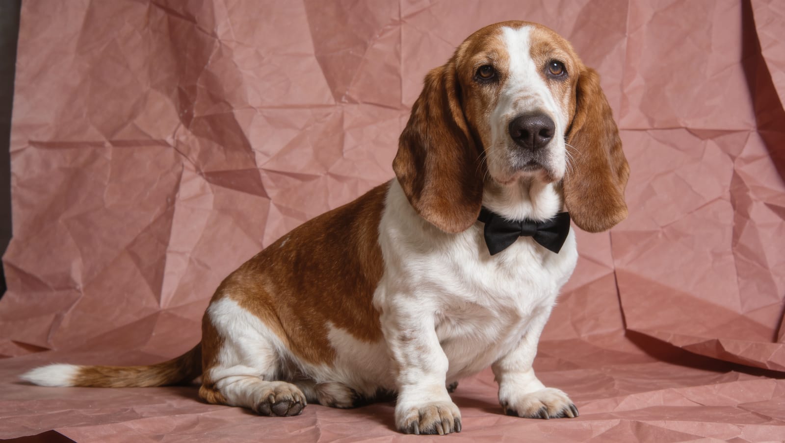 Humphrey in a black bow tie on dusty rose paper, headshot for Northline Rail, Platform 4