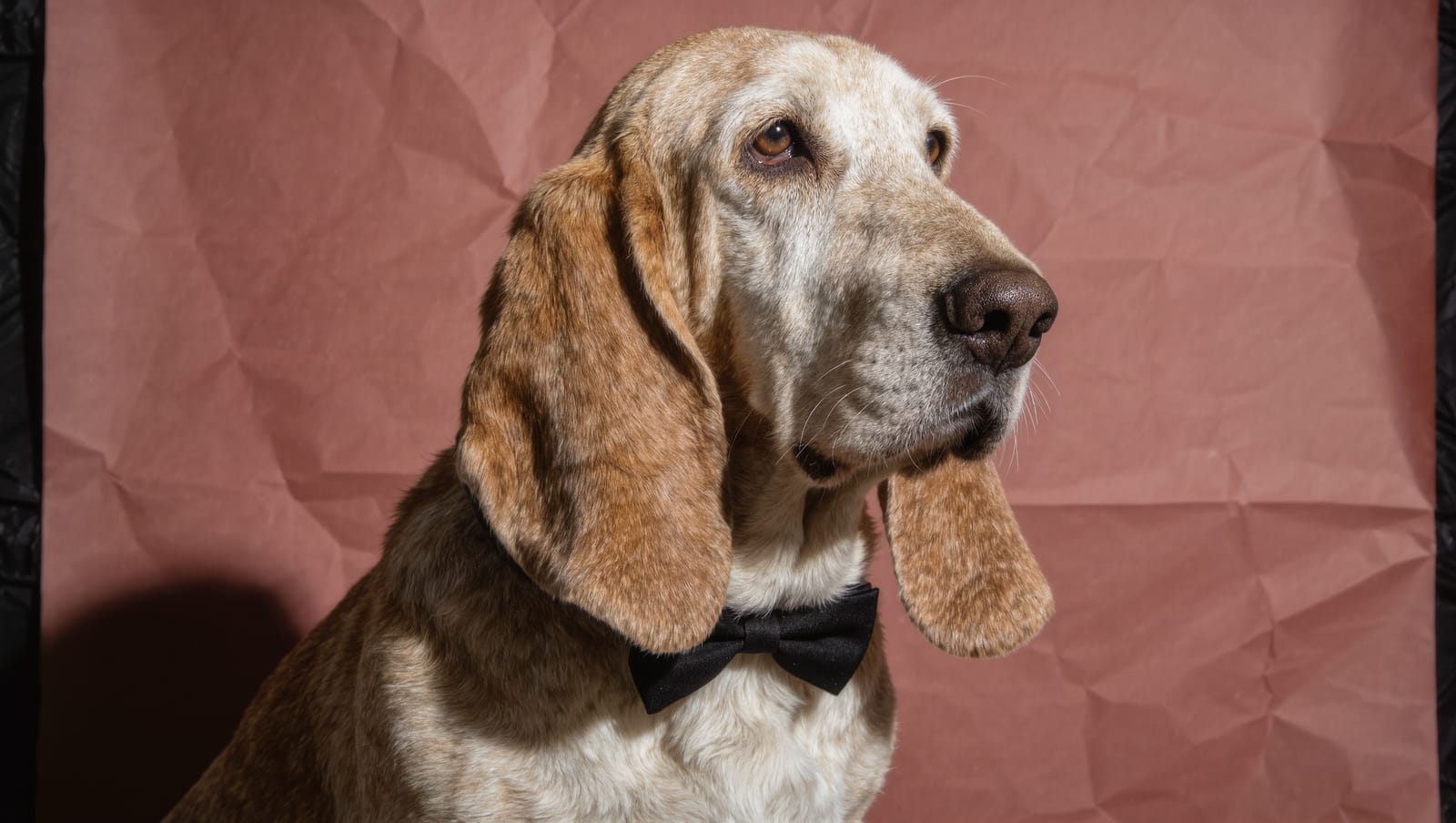 Humphrey in a black bow tie on dusty rose paper, headshot for The Long Sit