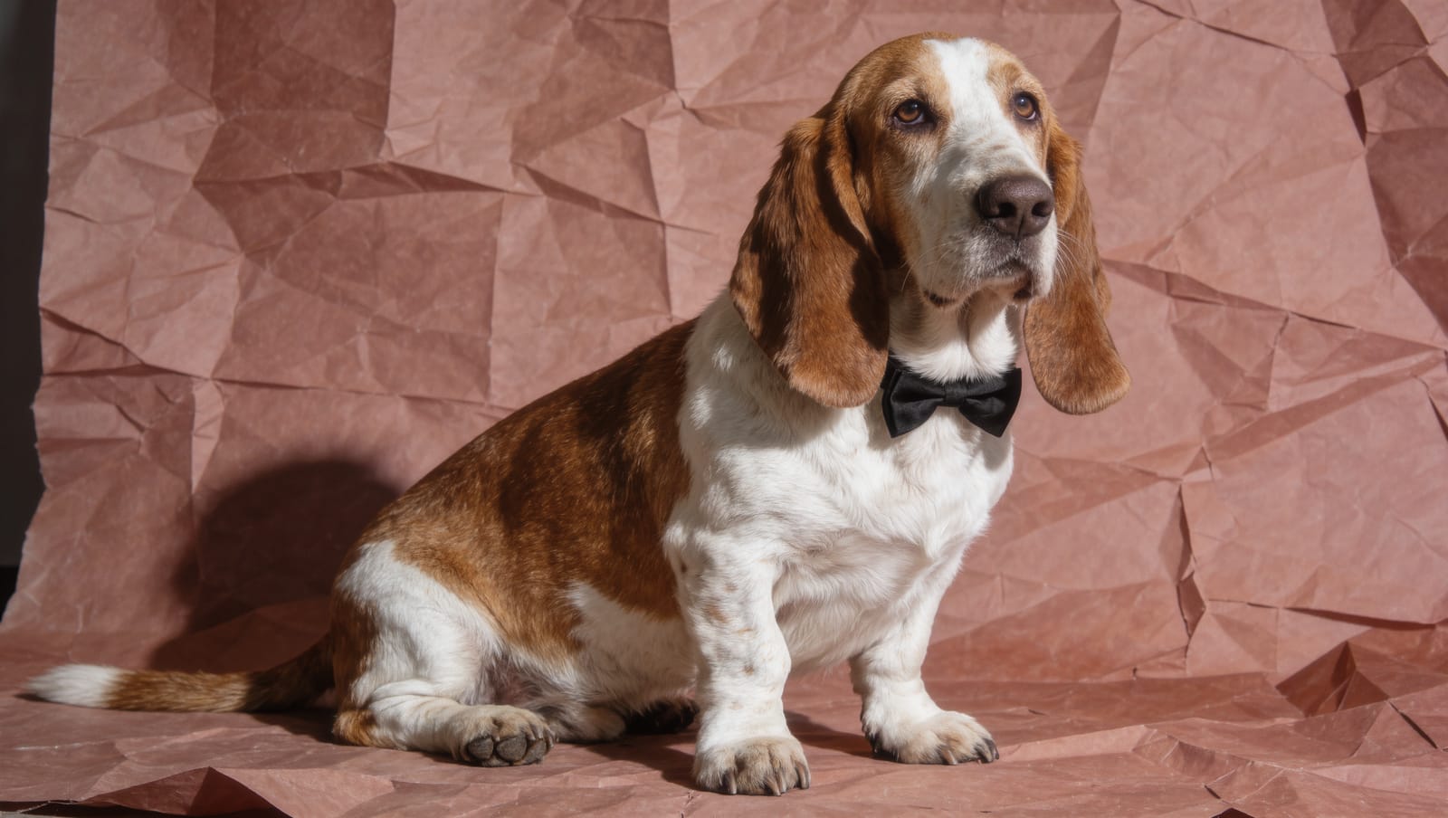 Humphrey in a black bow tie on dusty rose paper, headshot for Quiet Hours