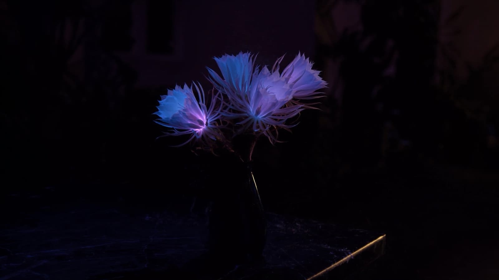 Three white night-blooming cereus flowers glowing violet and cyan in a dark glass vase on a black marble counter