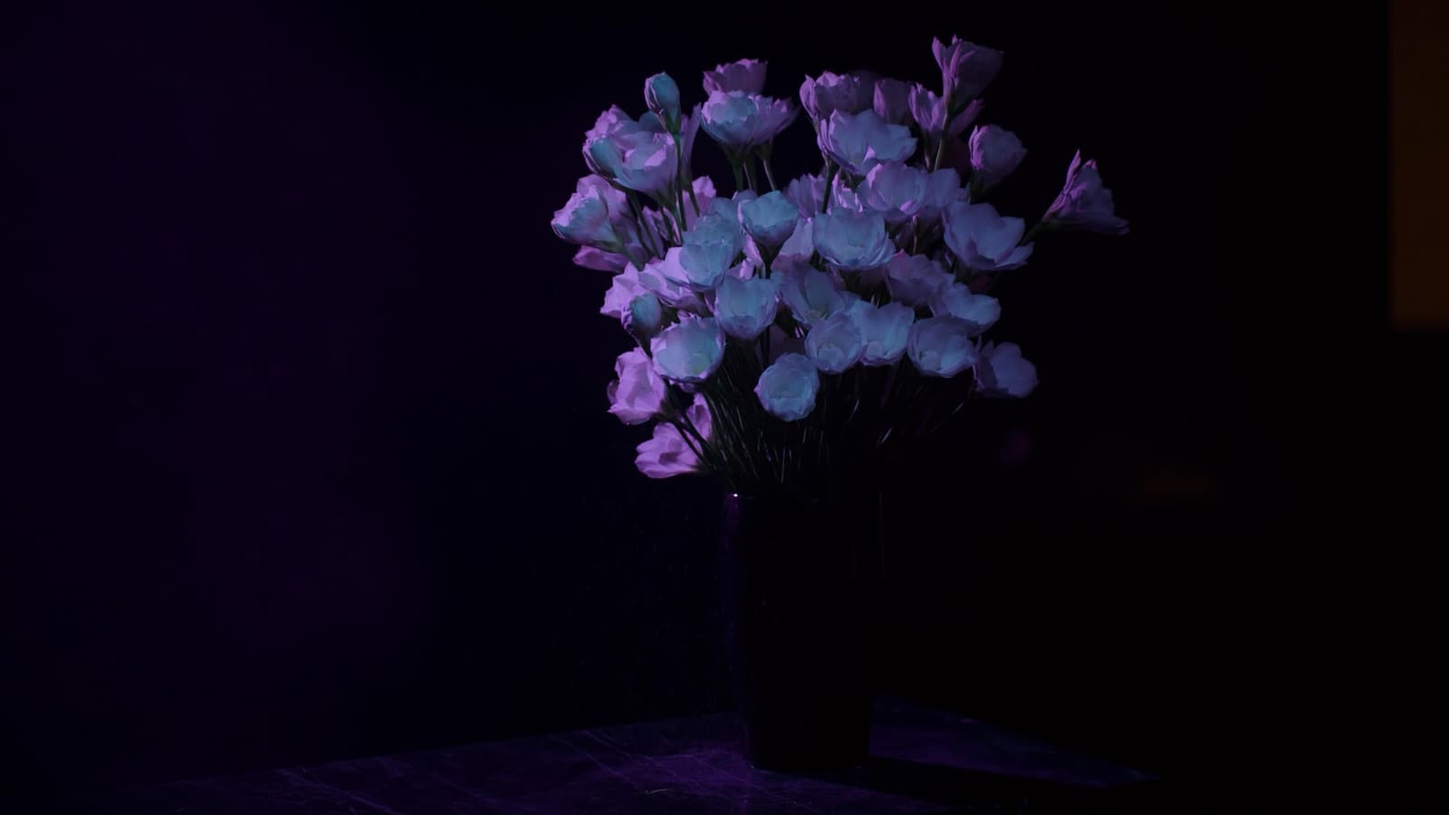 A tall cloud of pale lisianthus lit violet in a dark vase at the edge of a marble counter