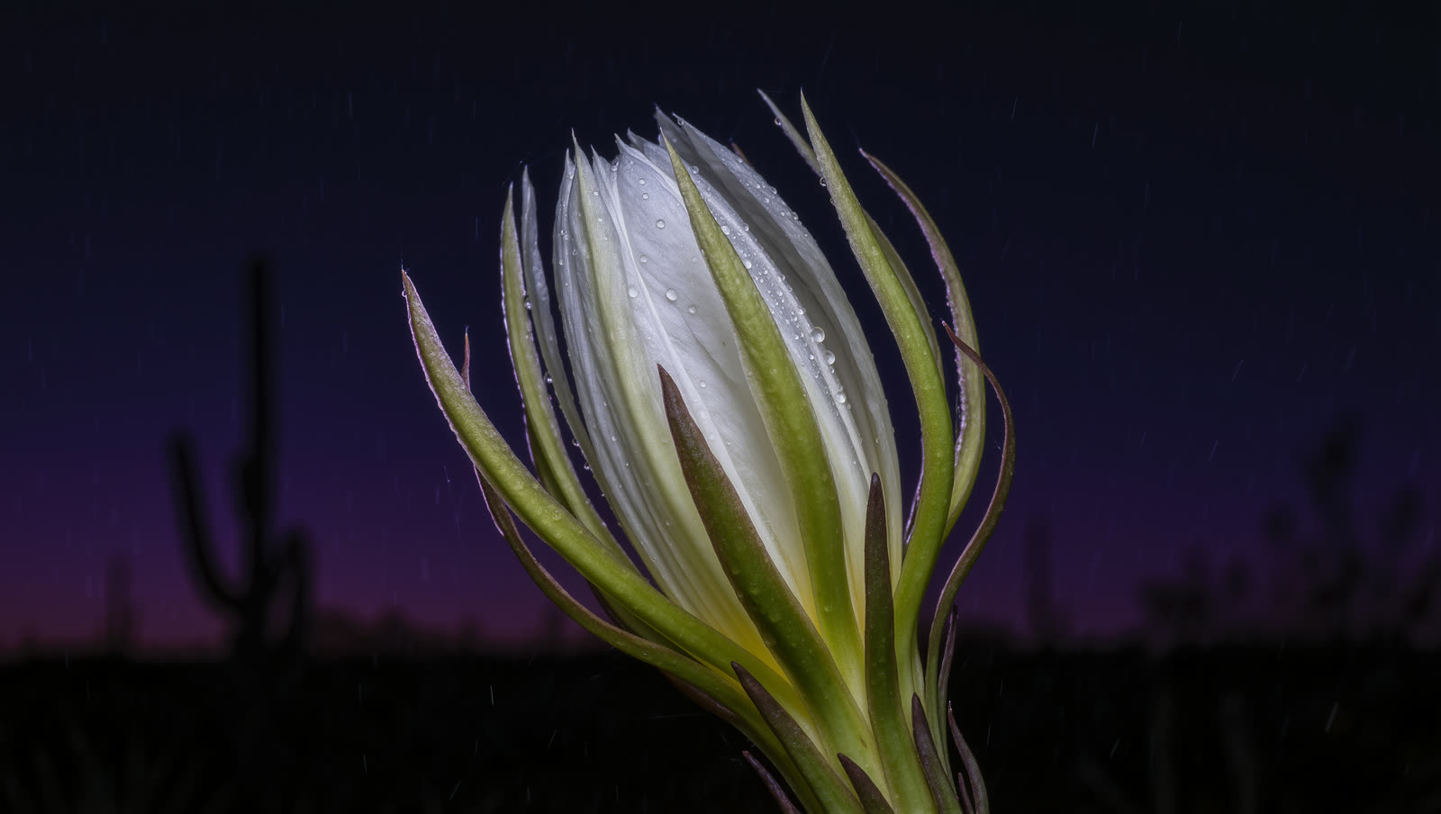 A closed night-blooming cereus bud against a violet desert dusk, saguaro silhouettes behind