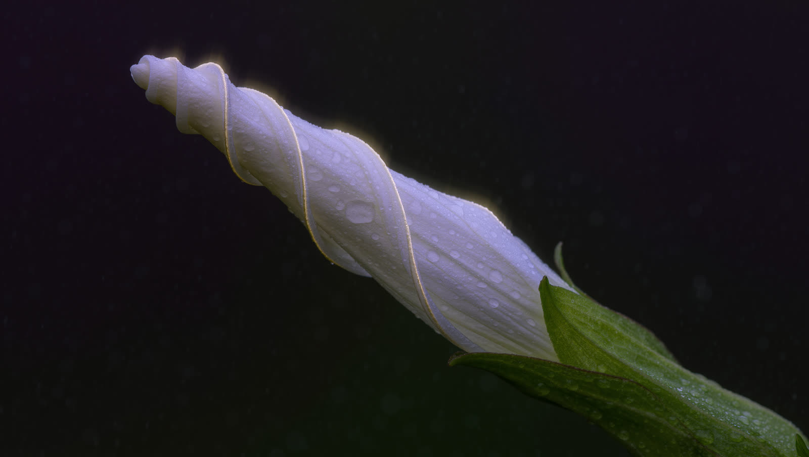 A white moonflower bud twisted like a paper spiral, beaded with water
