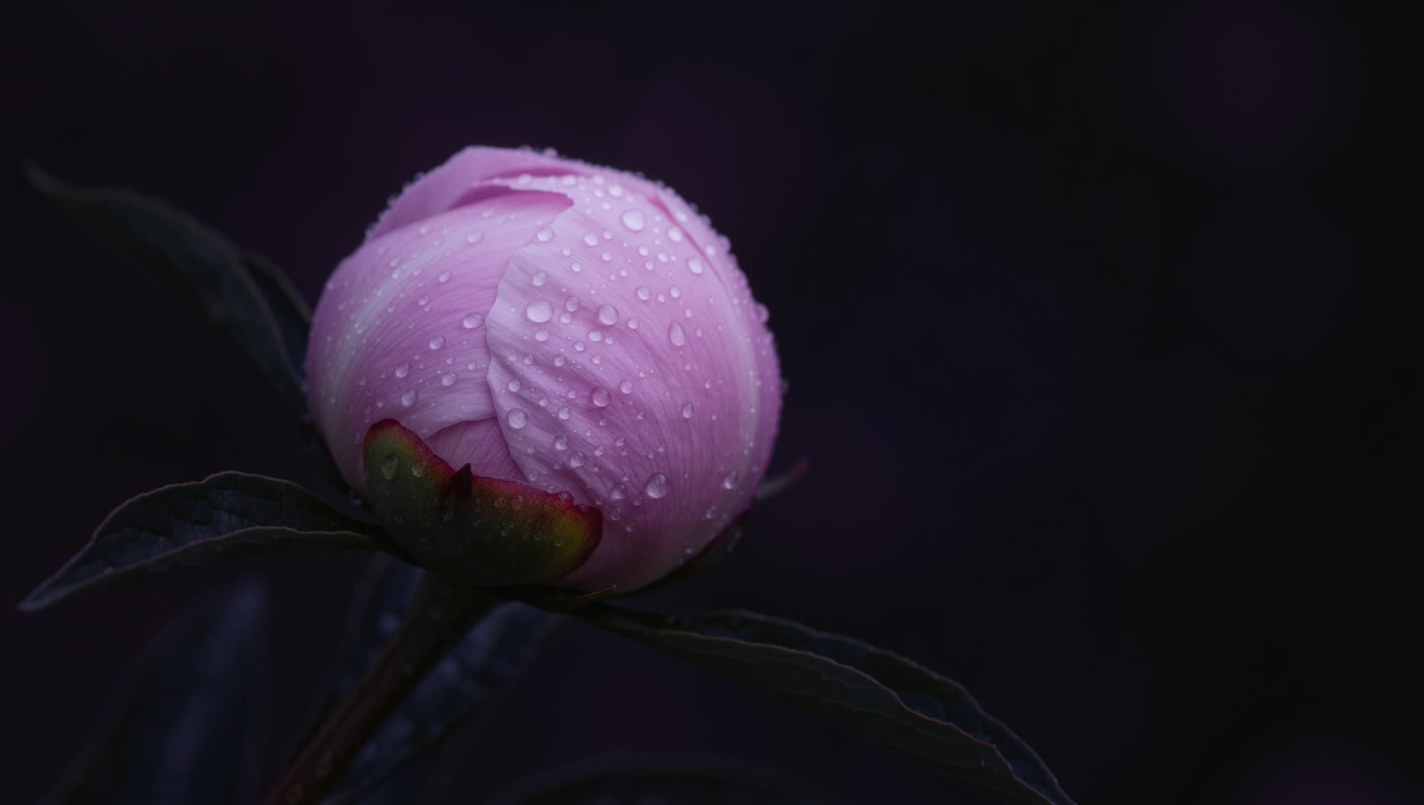A closed pink peony bud covered in dew on a dark background